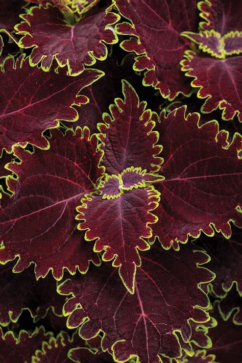 Malevolent witch coleus